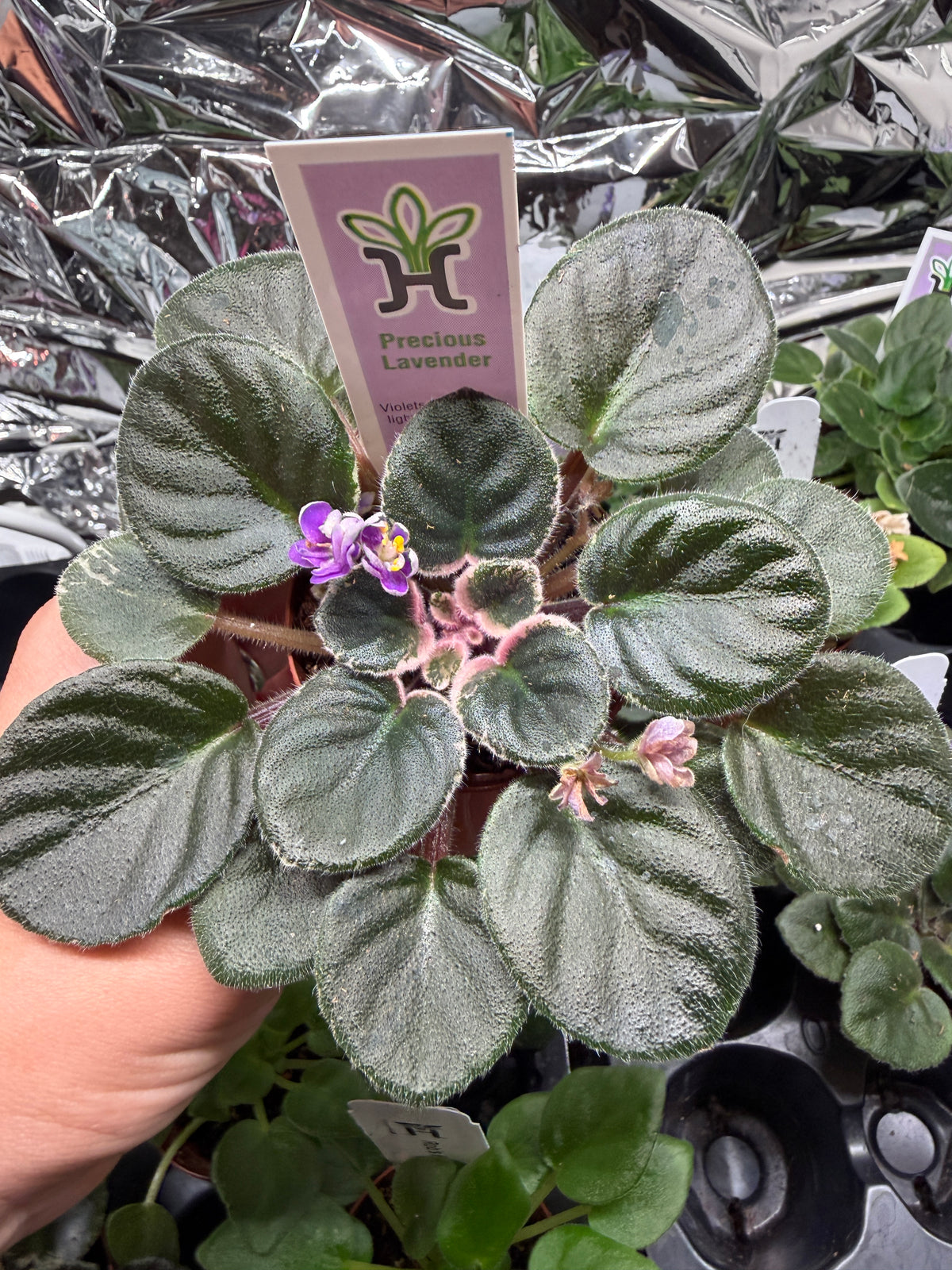 Precious Lavender (Miniature) African Violet