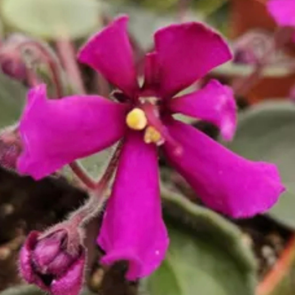 Hunter's Venom African Violet