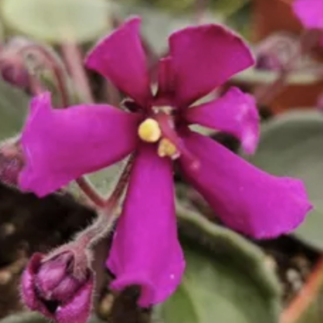 Hunter's Venom African Violet