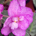 Sergeant Pepper African Violet