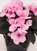 Rob's Gum Bubble (Miniature) African Violet