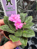 Rob's Dust Storm (Miniature) African Violet