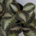 Grey Lady (Episcia) Flame Violet