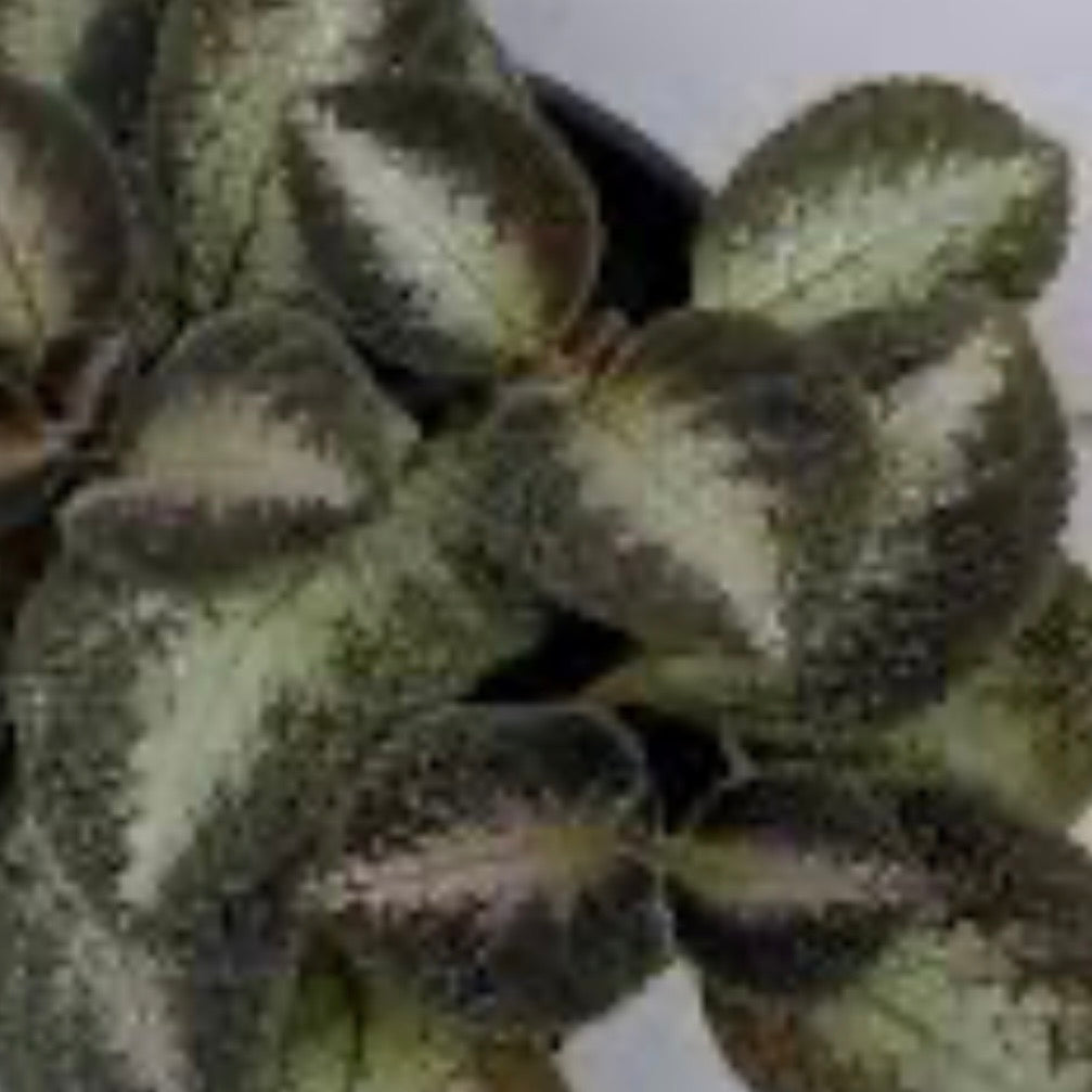 Grey Lady (Episcia) Flame Violet