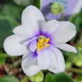 Rob's Loose Noodle (Miniature) African Violet