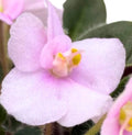 Cajun’s Lil Joy Miniature African Violet