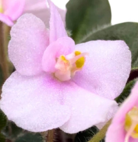 Cajun’s Lil Joy Miniature African Violet