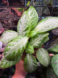 Faded Jade (Episcia) Flame Violet