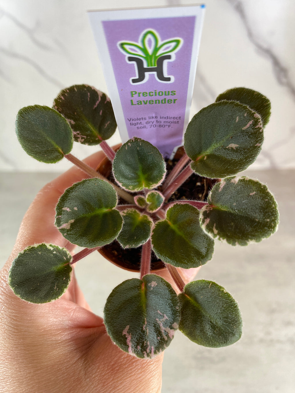 Precious Lavender (Miniature) African Violet