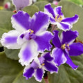 VaT Winter Landscape African Violet