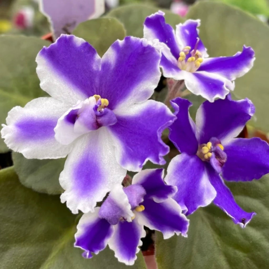 VaT Winter Landscape African Violet