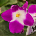 Sugar Plum Dream African Violet