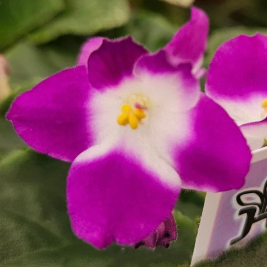 Sugar Plum Dream African Violet