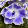 RS Ariel African Violet