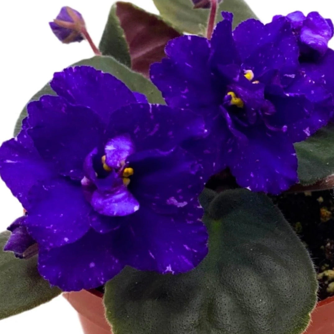 Sora Fuzzy Face African Violet