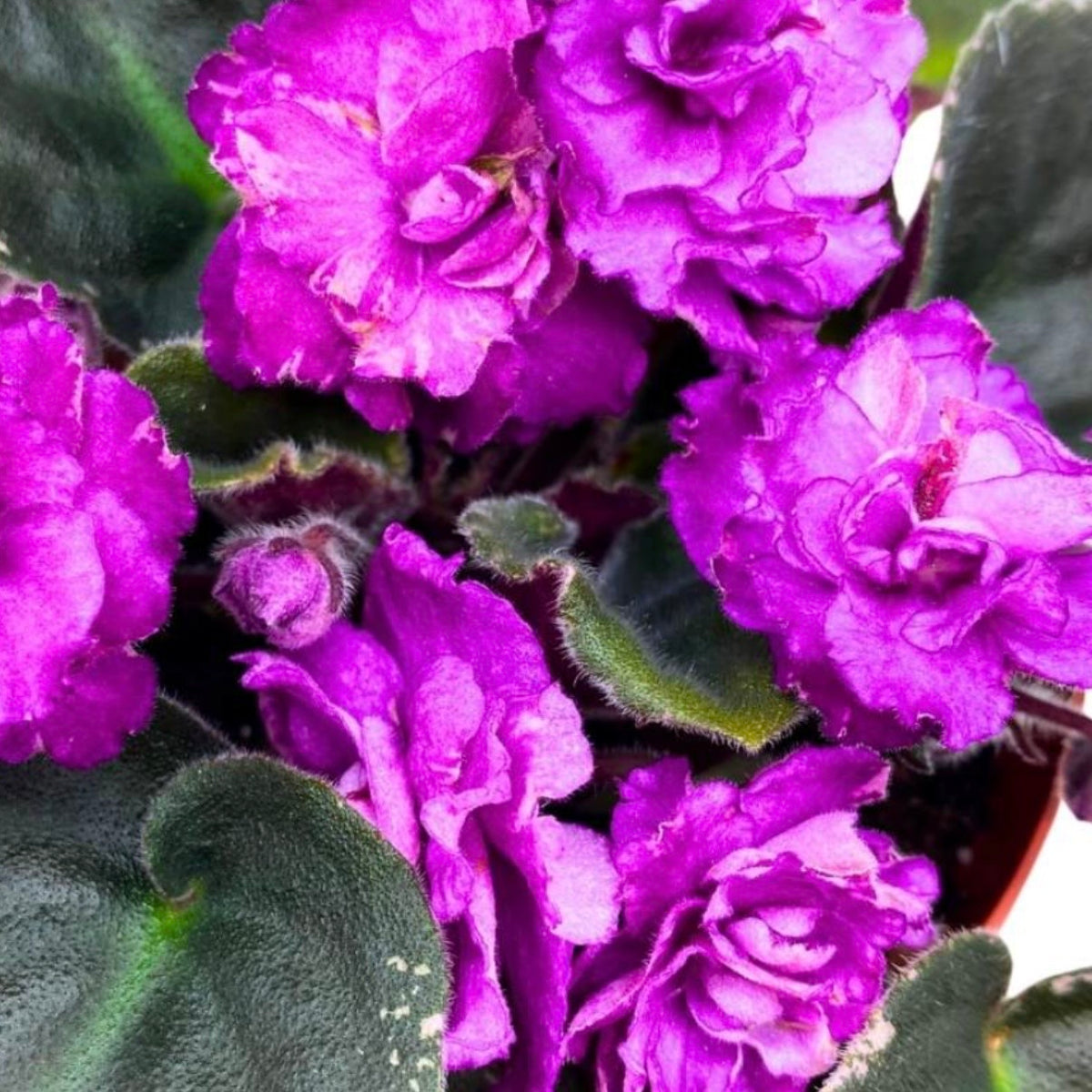Wrangler's Big Country African Violet