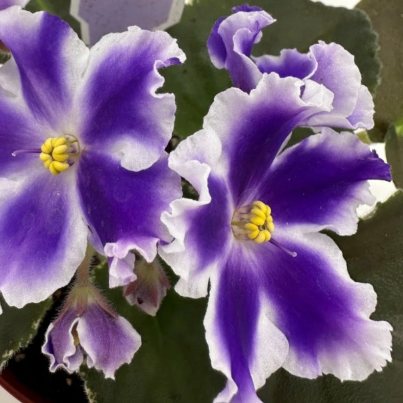 VaT King of Peas African Violet