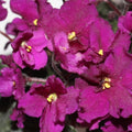Jolly Magic (Miniature) African Violet