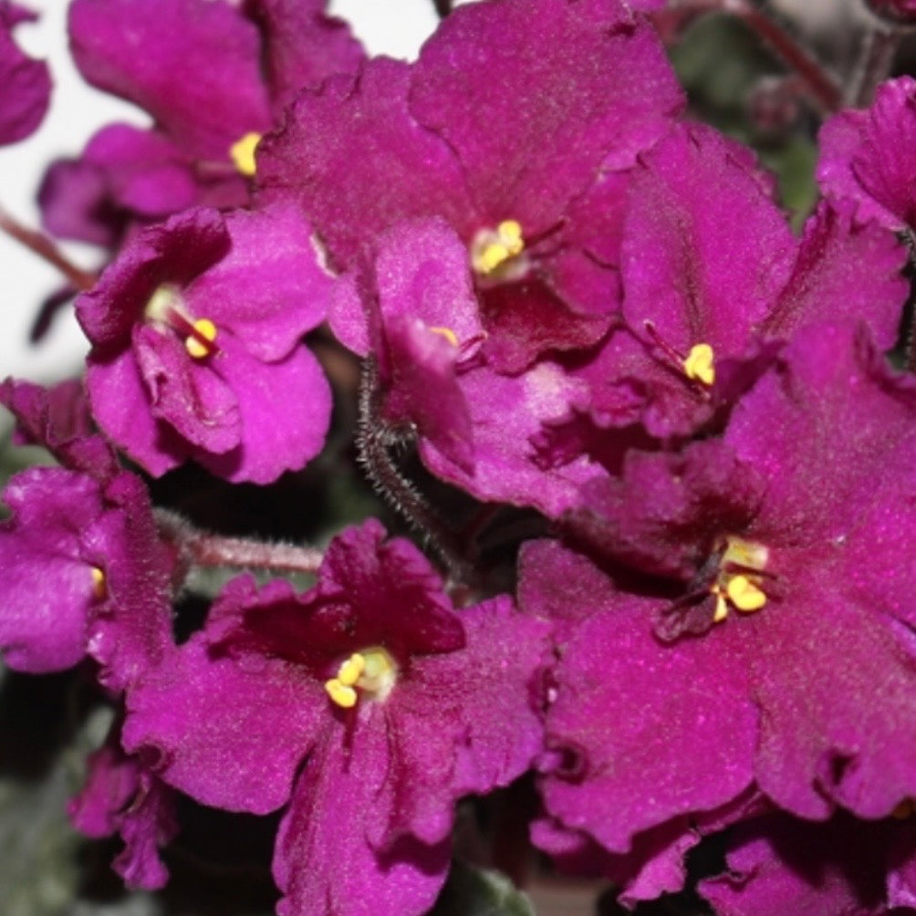 Jolly Magic (Miniature) African Violet