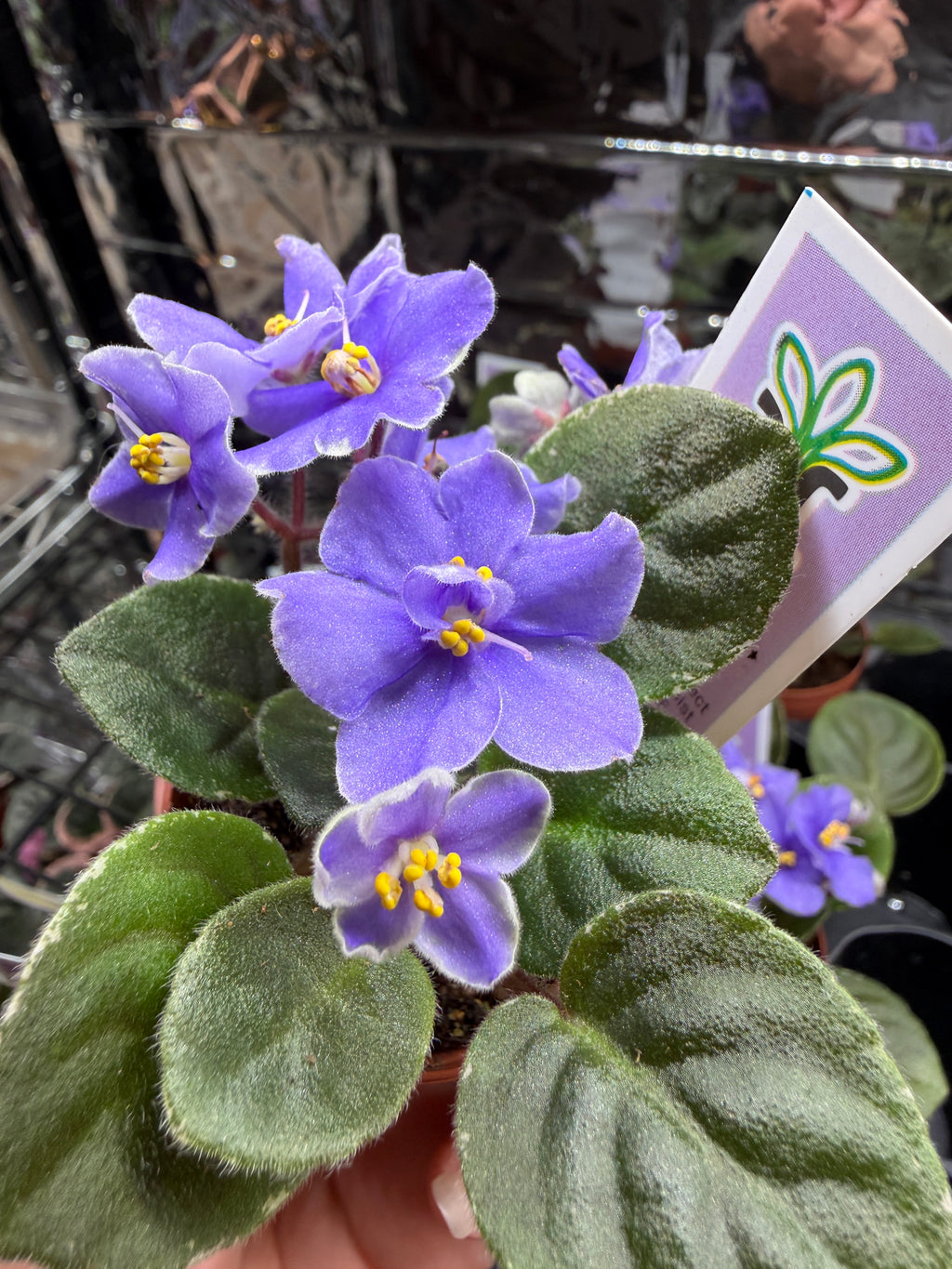 Shiri's Hawaiian Lei (Miniature) African Violet