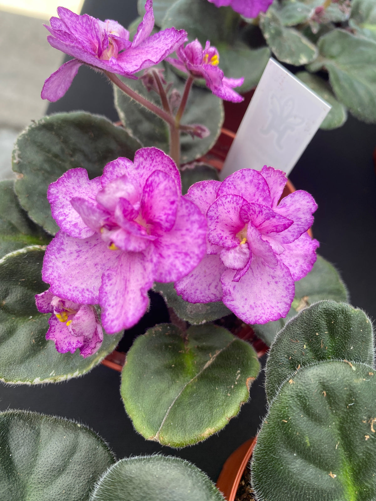 Sergeant Pepper African Violet