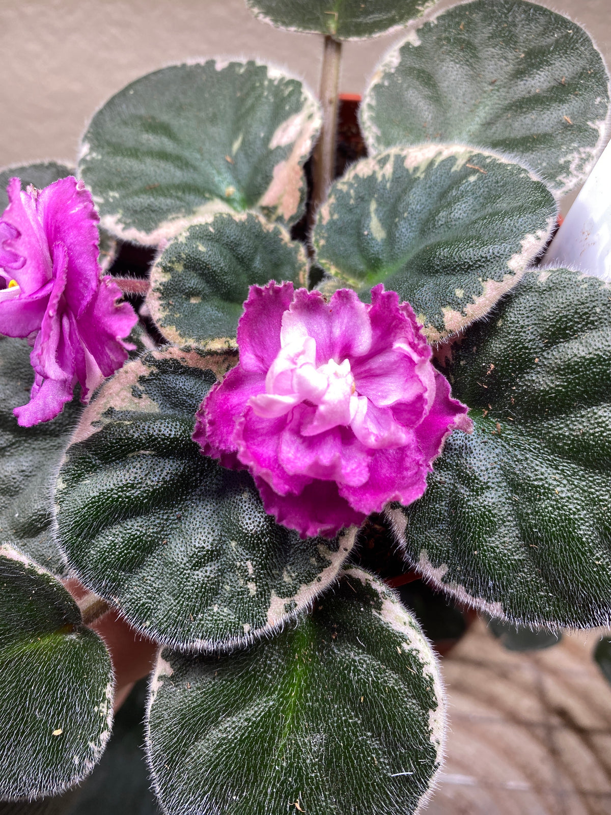 Wrangler's Big Country African Violet