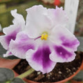 Sharon Gartner African Violet