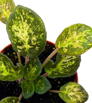 Genetic Blush African Violet