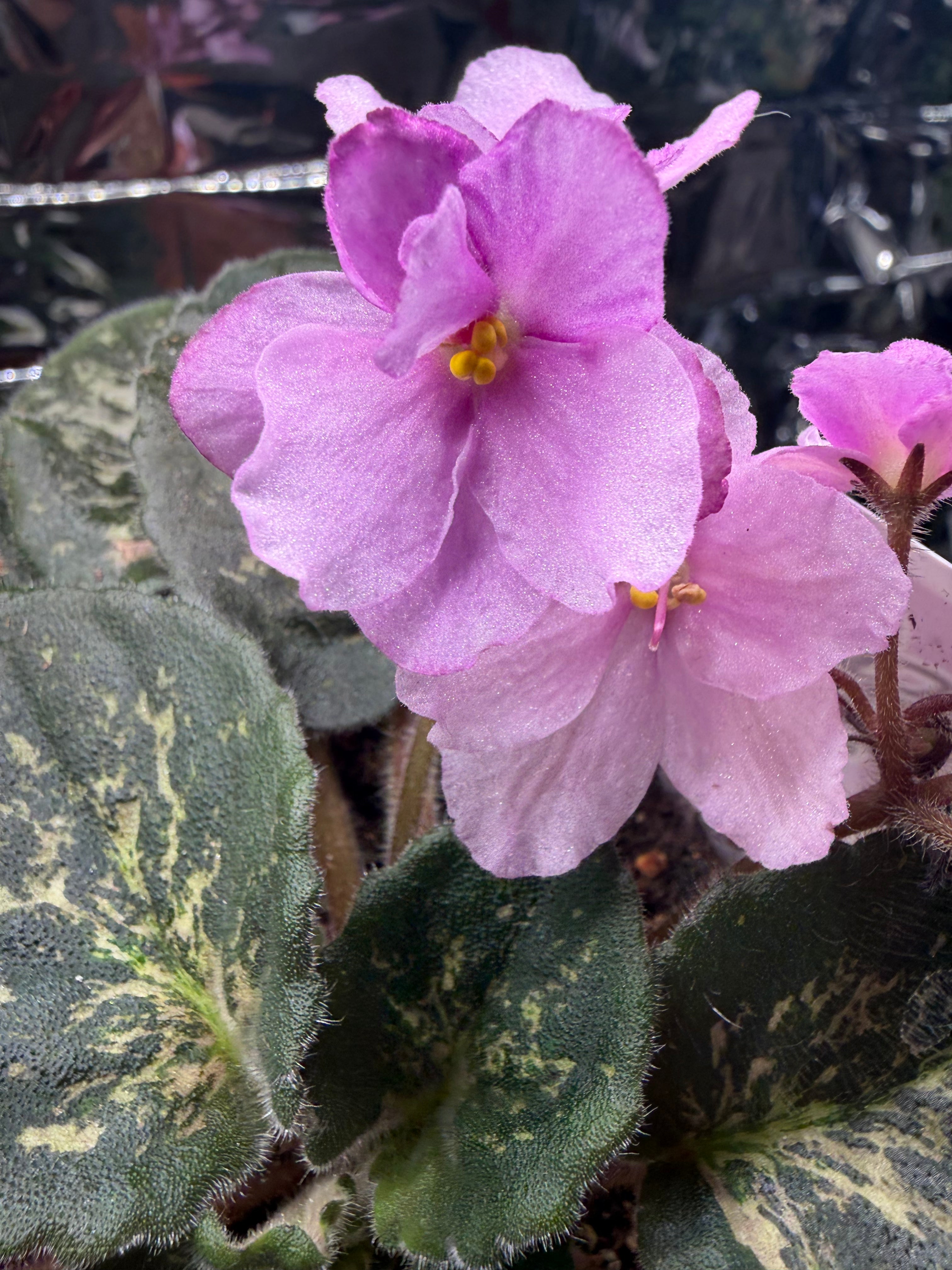 Genetic Blush African Violet